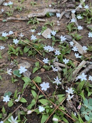 Pauridia minuta (Pauridia minuta)