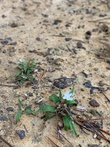 Pauridia minuta (Pauridia minuta)
