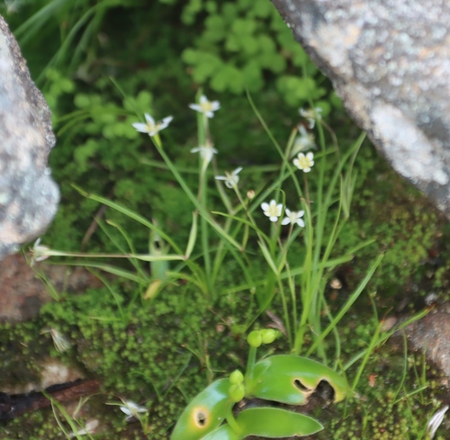 Pauridia nana (Pauridia nana)