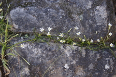 Pauridia nana (Pauridia nana)