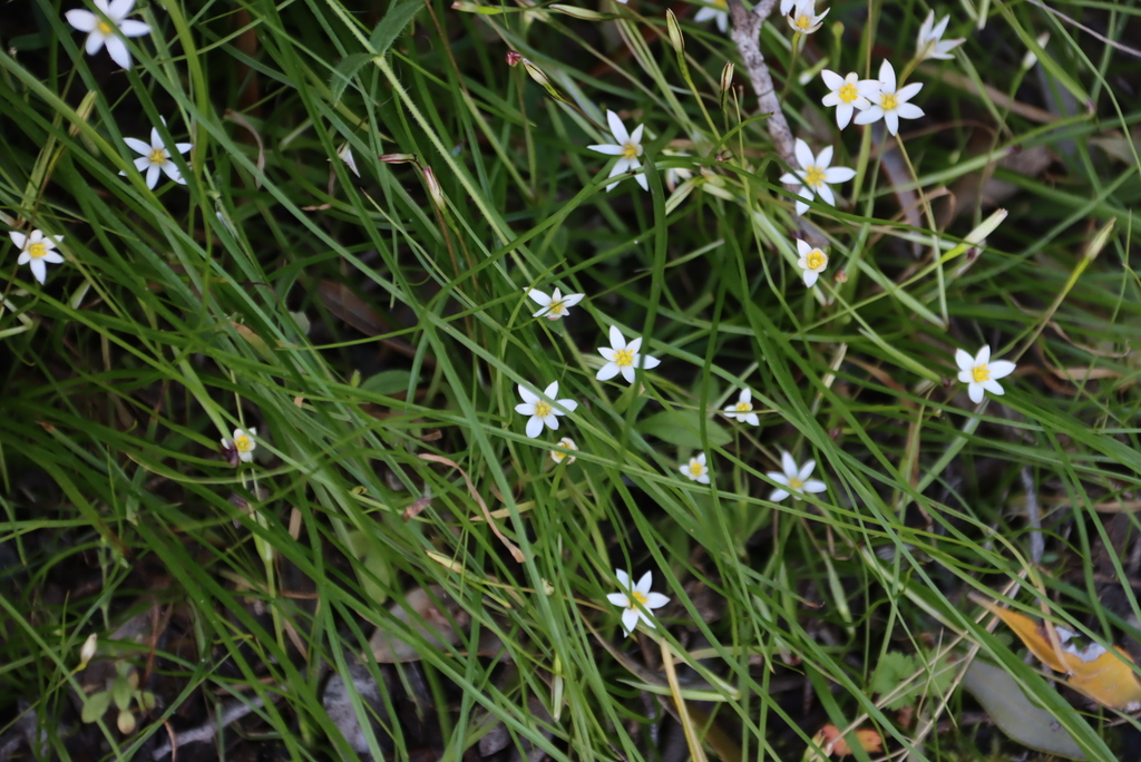 Pauridia nana (Pauridia nana)