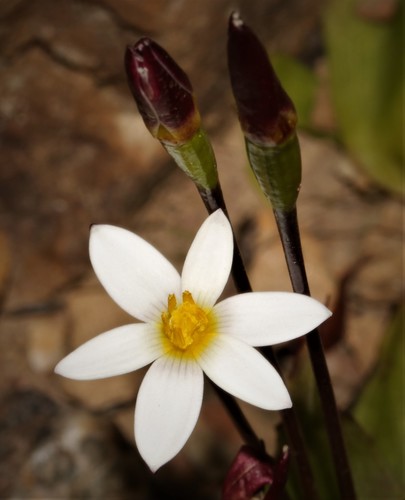 Pauridia ovata (Pauridia ovata)