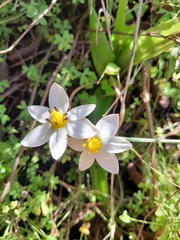 Pauridia ovata (Pauridia ovata)