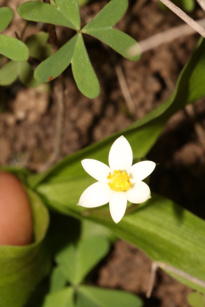 Pauridia ovata (Pauridia ovata)