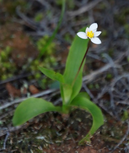 Pauridia ovata (Pauridia ovata)