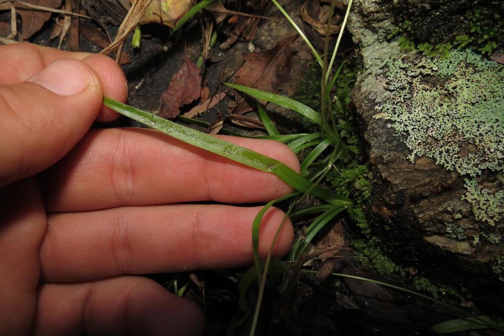 Pauridia pudica (Pauridia pudica)