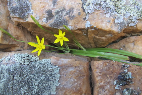 Pauridia scullyi (Pauridia scullyi)