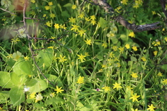 Pauridia scullyi (Pauridia scullyi)