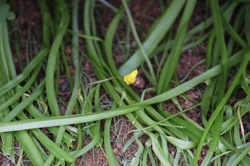Pauridia scullyi (Pauridia scullyi)