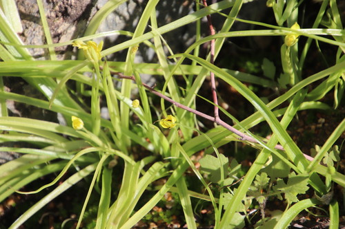 Pauridia scullyi (Pauridia scullyi)