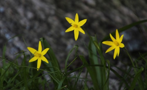 Pauridia scullyi (Pauridia scullyi)