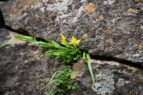 Pauridia scullyi (Pauridia scullyi)