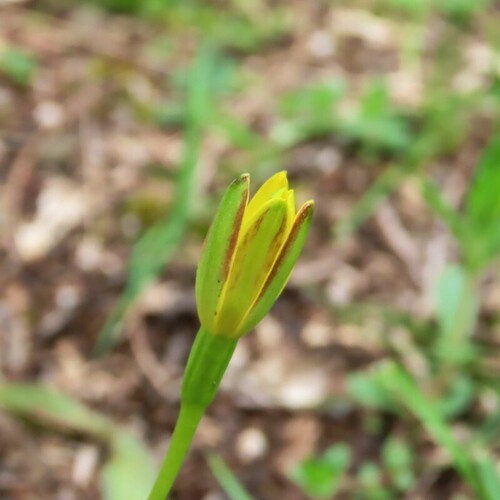 Pauridia vaginata (Pauridia vaginata)