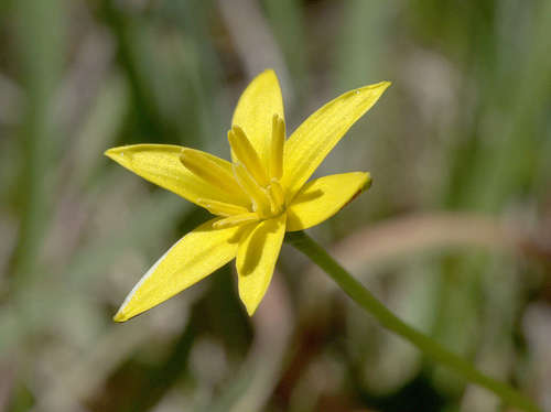 Pauridia vaginata (Pauridia vaginata)