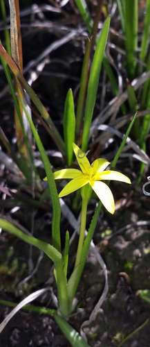 Pauridia vaginata (Pauridia vaginata)