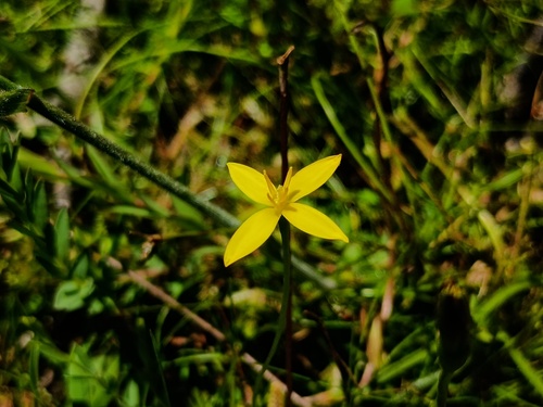 Pauridia vaginata (Pauridia vaginata)