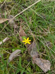 Pauridia vaginata (Pauridia vaginata)