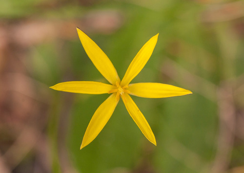 Pauridia vaginata (Pauridia vaginata)