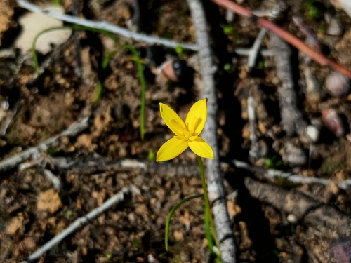 Pauridia vaginata (Pauridia vaginata)