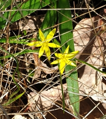 Pauridia vaginata (Pauridia vaginata)