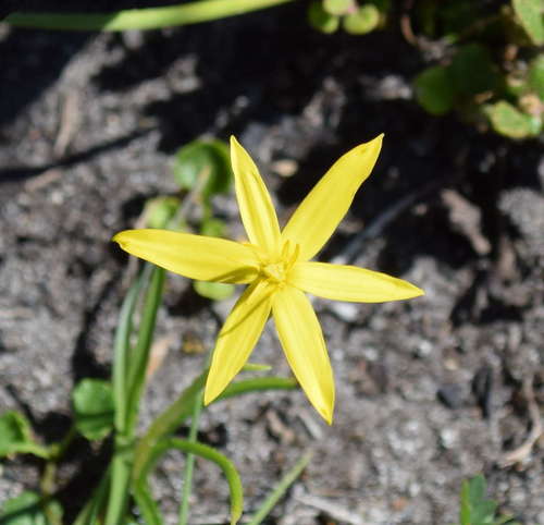 Pauridia vaginata (Pauridia vaginata)