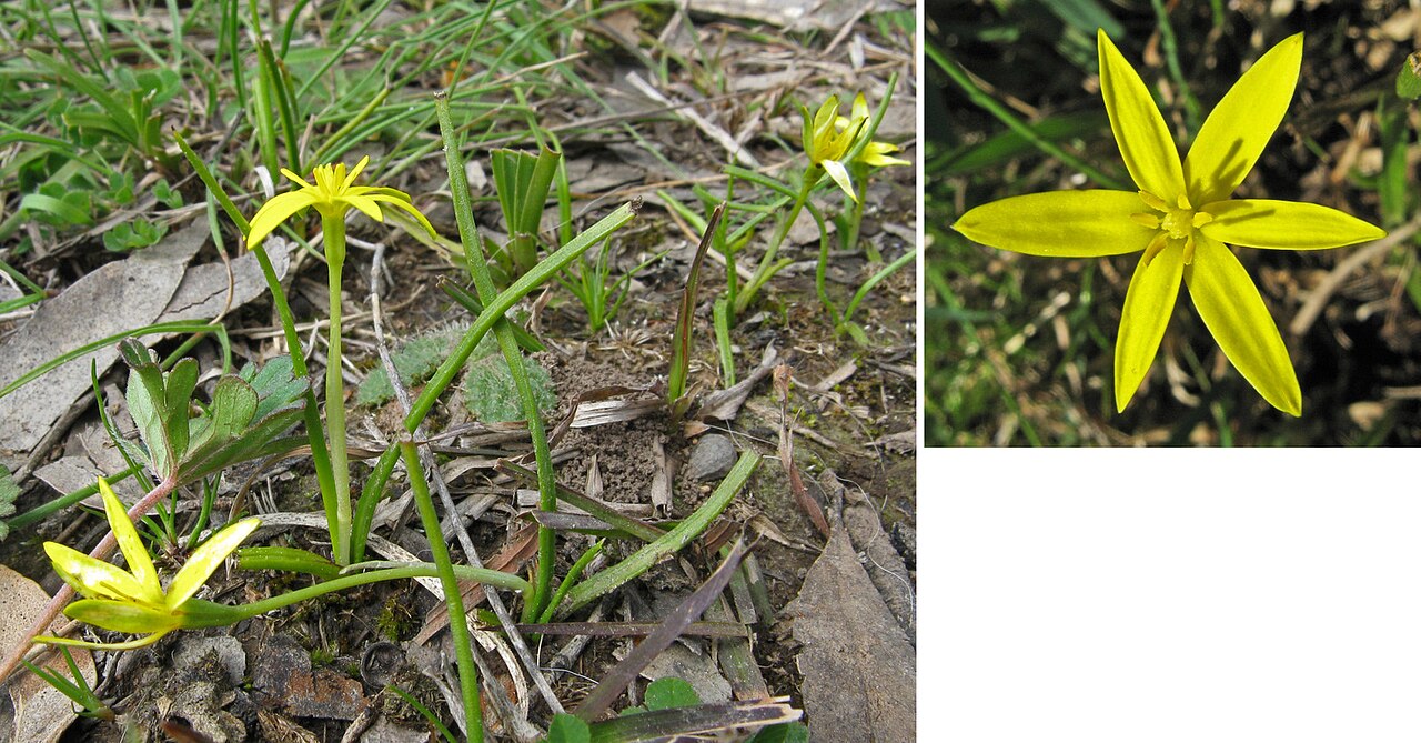 Pauridia vaginata: Hypoxis vaginata (Yellow Star). Hairless herb to 35 cm high. Flowers Aug - Nov