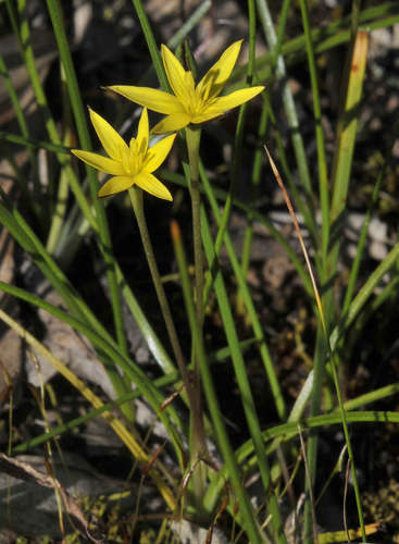 Pauridia vaginata (Pauridia vaginata)