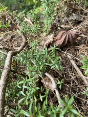 Canby's mountain-lover (Paxistima canbyi)