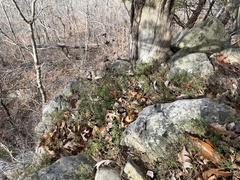 Canby's mountain-lover (Paxistima canbyi)