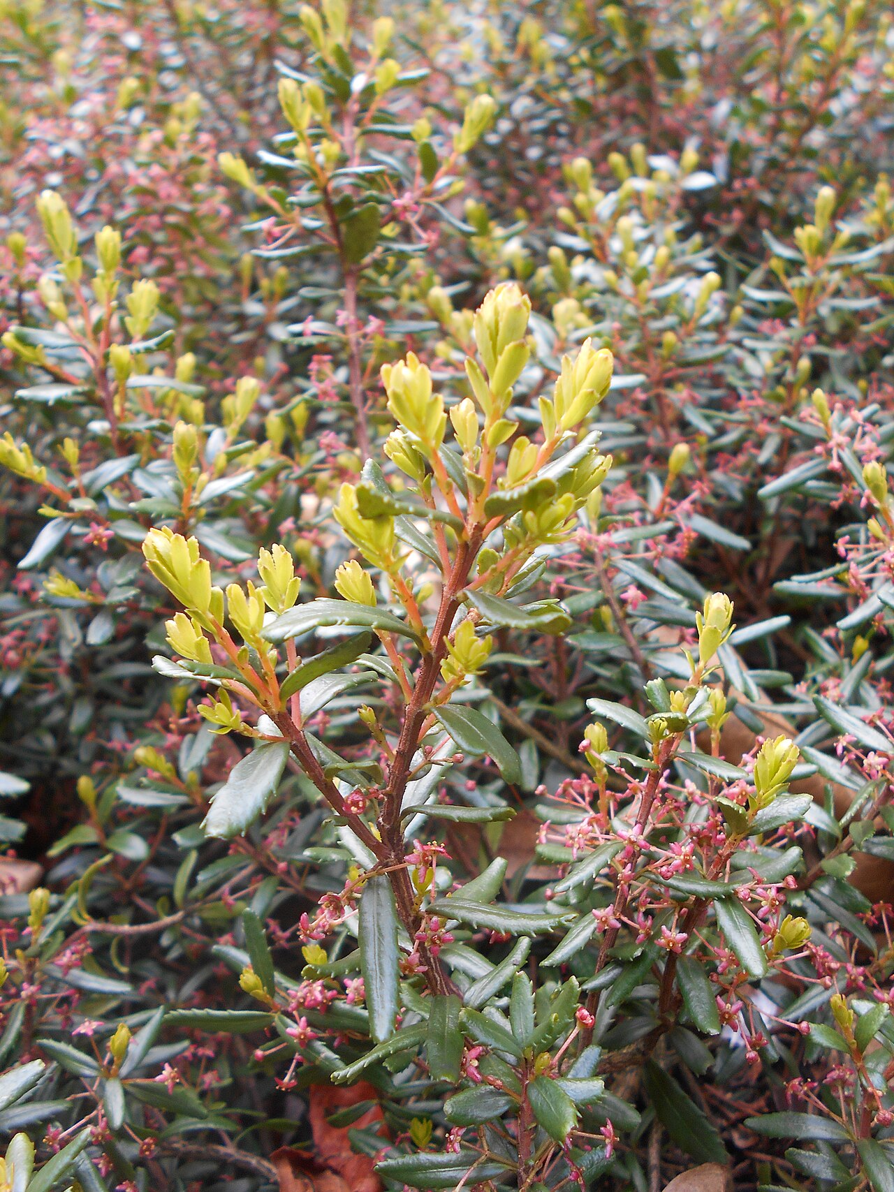 Canby's mountain-lover: Paksistima Canby'ego ( Paxistima canbyi ), Ogród Botaniczny UMCS w Lublinie.