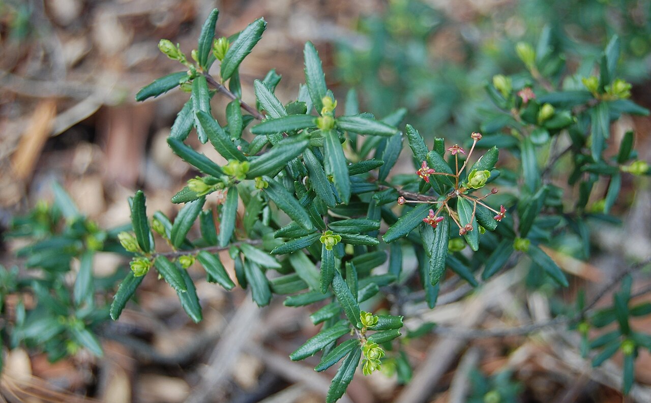 Canby's mountain-lover: Paxistima canbyi . Also known as Canby's mountain-lover and belongs to the family Celastraceae and the group Dicot according to plants.usda.gov .