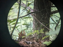 Canby's mountain-lover (Paxistima canbyi)