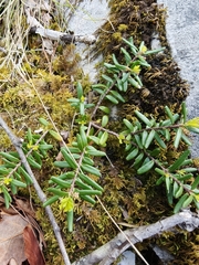 Canby's mountain-lover (Paxistima canbyi)