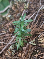 Canby's mountain-lover (Paxistima canbyi)