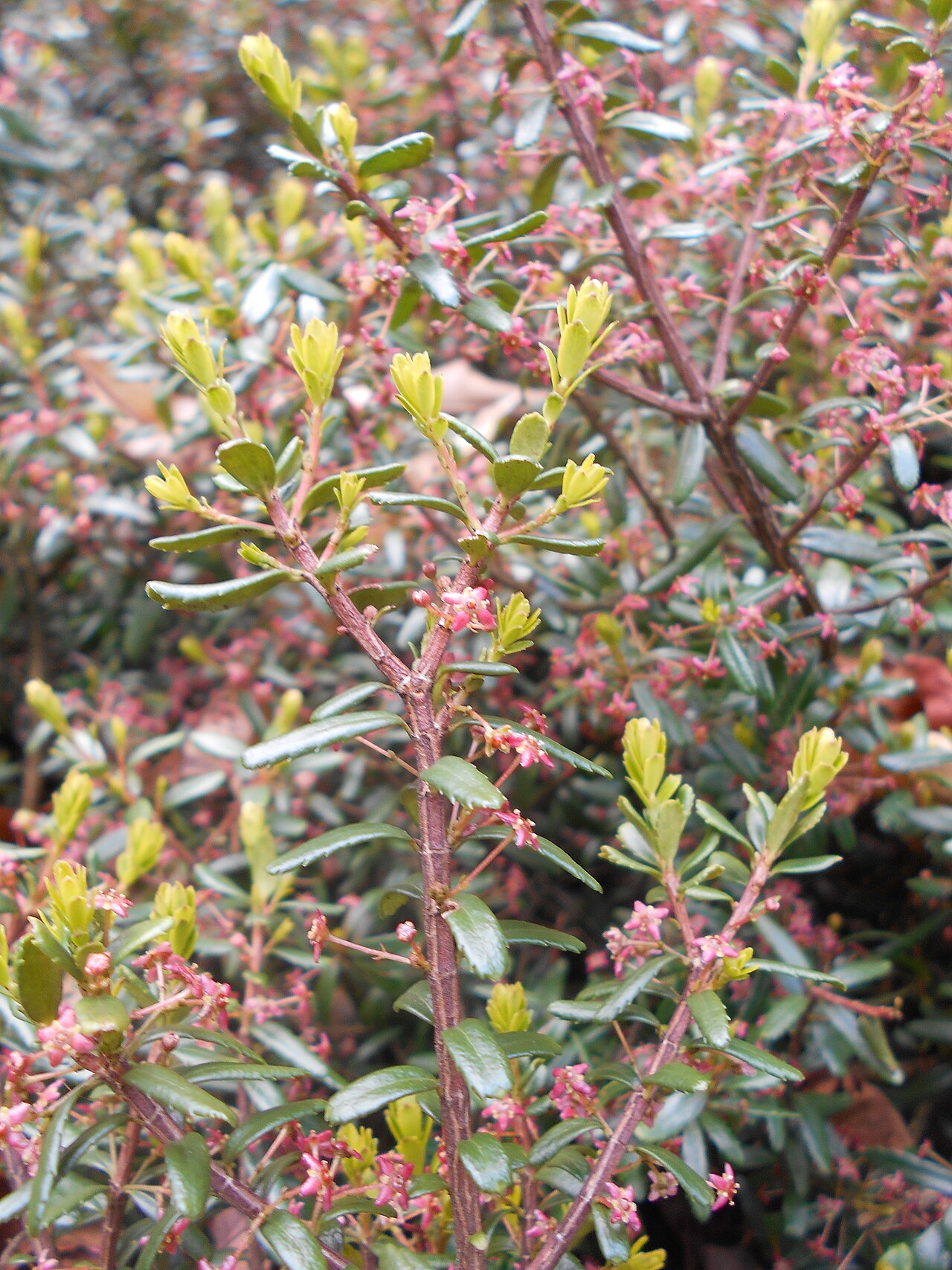 Canby's mountain-lover: Paksistima Canby'ego ( Paxistima canbyi ), Ogród Botaniczny UMCS w Lublinie.