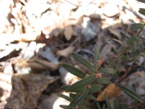 Canby's mountain-lover (Paxistima canbyi)