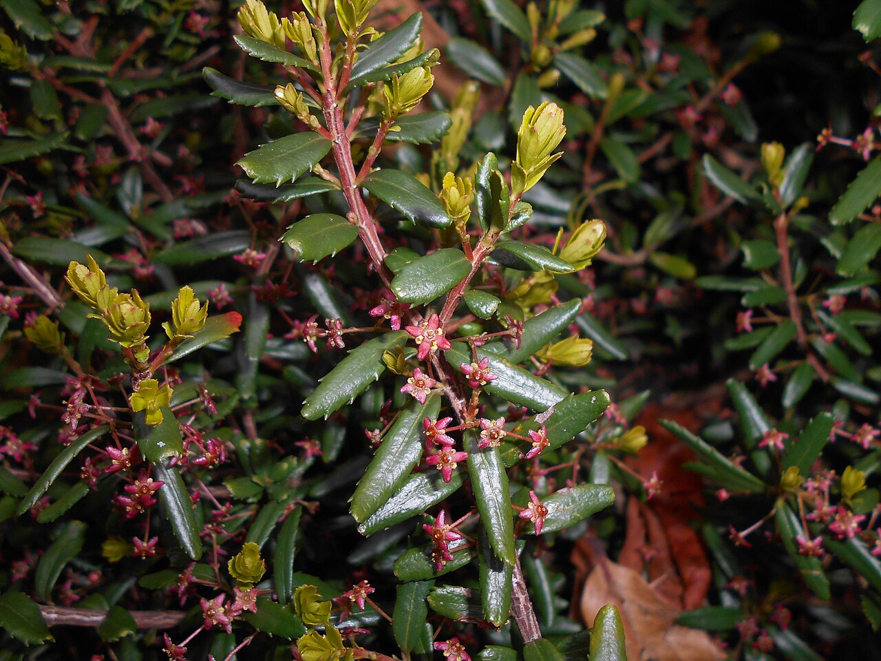 Canby's mountain-lover: Paksistima Canby'ego ( Paxistima canbyi ), Ogród Botaniczny UMCS w Lublinie.