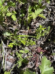 Oregon boxleaf (Paxistima myrsinites)