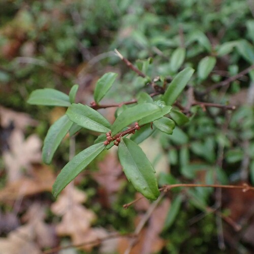 Oregon boxleaf (Paxistima myrsinites)