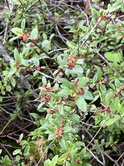 Oregon boxleaf (Paxistima myrsinites)