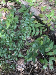 Oregon boxleaf (Paxistima myrsinites)