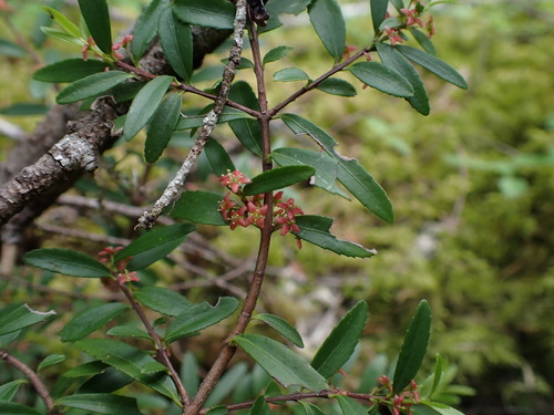 Oregon boxleaf (Paxistima myrsinites)
