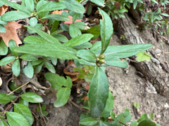 Oregon boxleaf (Paxistima myrsinites)