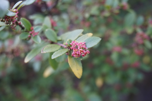 Oregon boxleaf (Paxistima myrsinites)