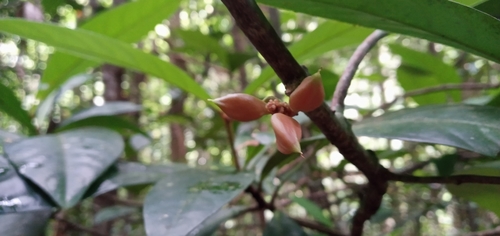 Paypayrola blanchetiana (Paypayrola blanchetiana)