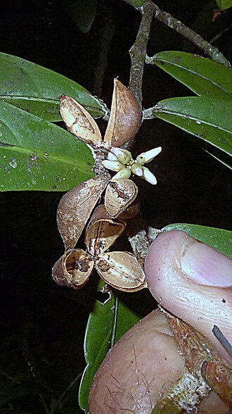 Paypayrola blanchetiana: Paypayrola blanchetiana Tul.