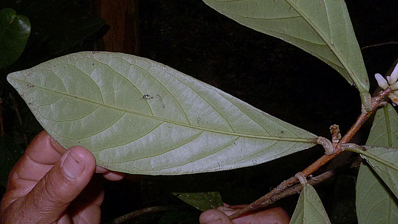 Paypayrola blanchetiana: Paypayrola blanchetiana Tul.