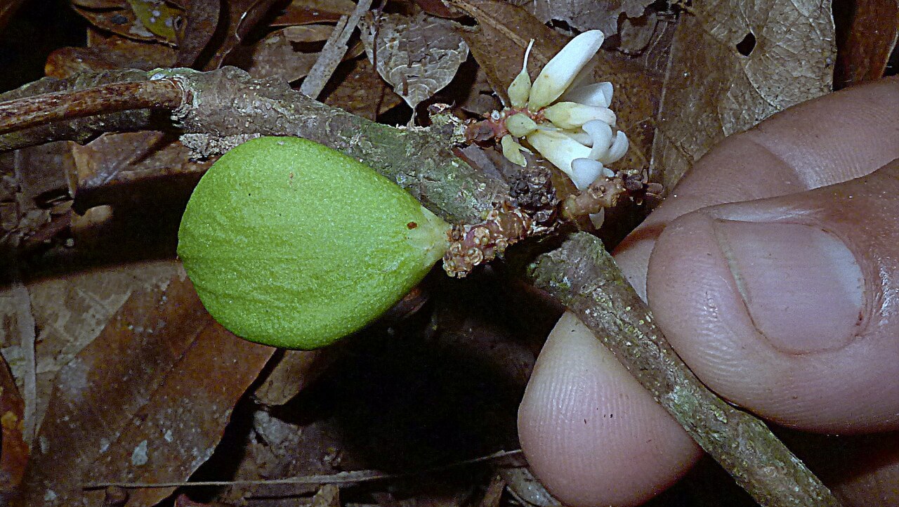 Paypayrola blanchetiana: Paypayrola blanchetiana Tul.