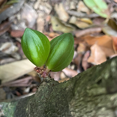 Paypayrola blanchetiana (Paypayrola blanchetiana)