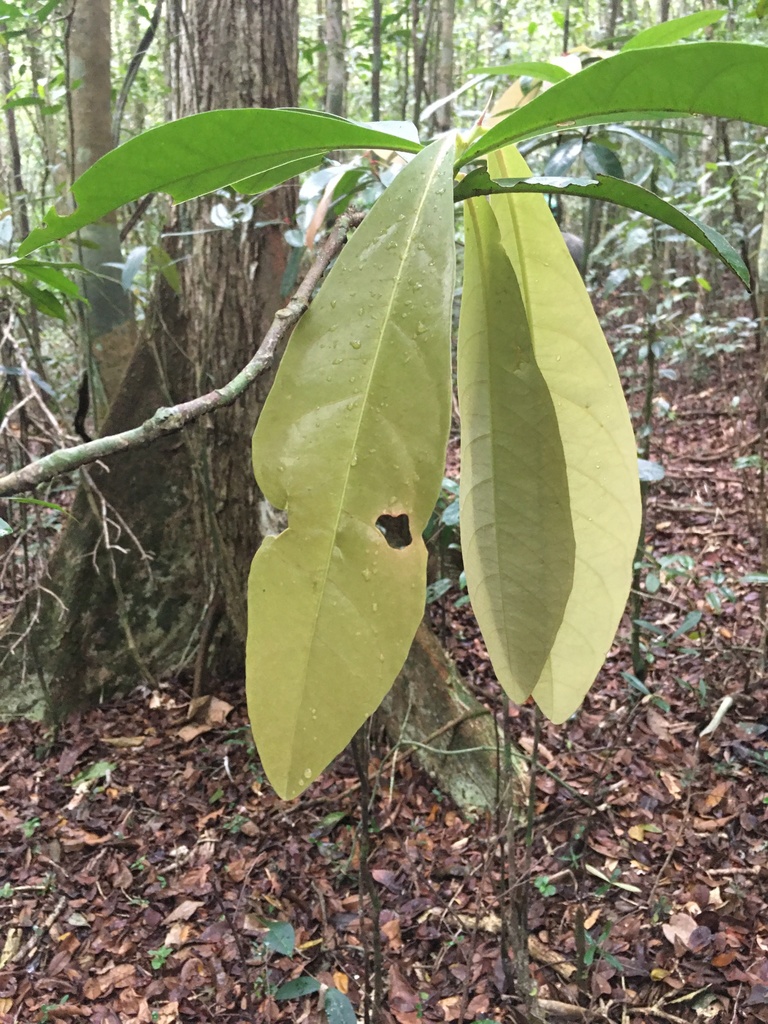 Paypayrola blanchetiana (Paypayrola blanchetiana)